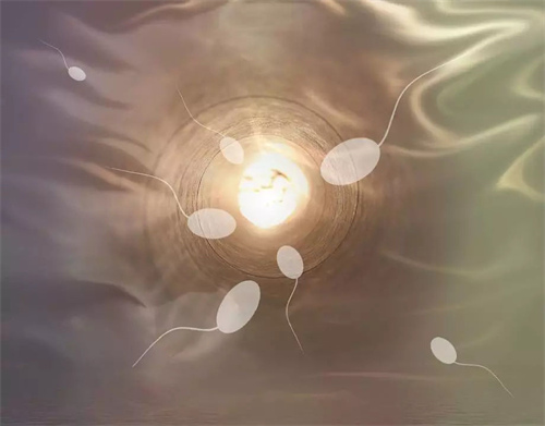 金华借卵试管机构哪家好：囊胚和胚胎之间有什么区别？在试管婴儿中哪个更成功？(图1)