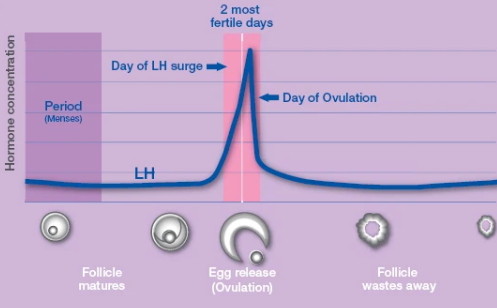 南宁供卵试管助孕-高LH也能做试管婴儿，而且成功率还不错(图1)