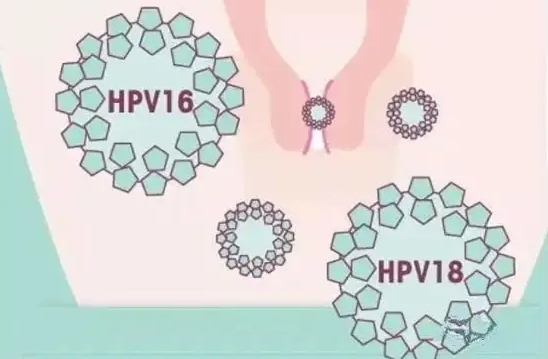 无锡助孕公司价格：分享HPV疫苗接种的对象! 这4类女性不应接种HIV疫苗。(图2)